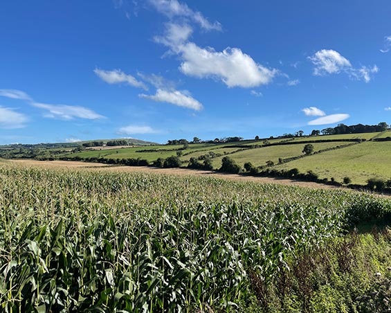 crops produced