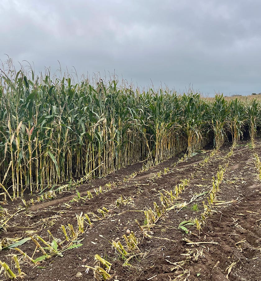 crops we produce