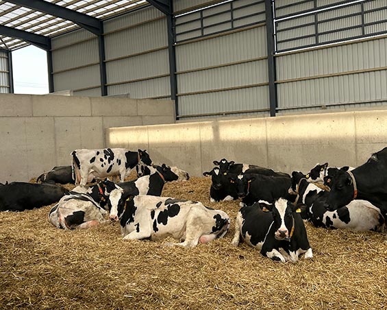 sustainable beef